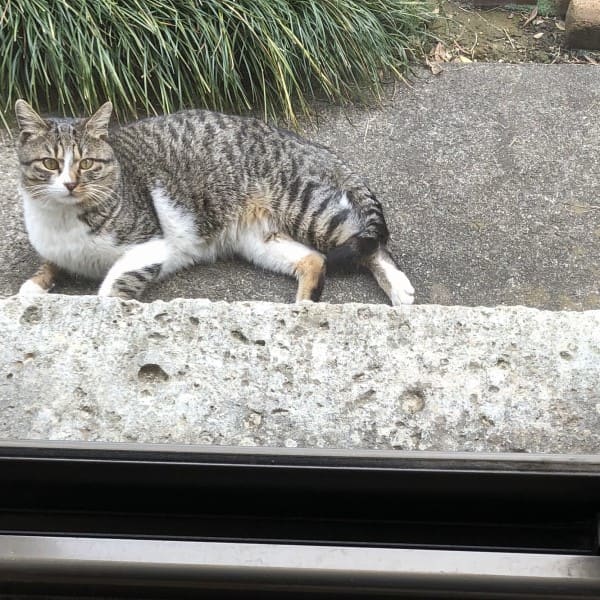 案外侮れない猫避け。洗車中は止めるなどの対策をオススメ。  笠井 