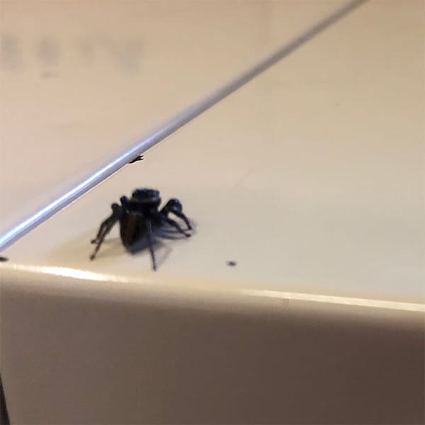 小さな小さなハエトリグモ。かわいいけど困るのです。